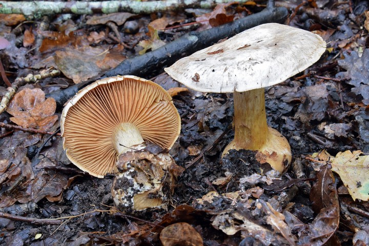 DSC_1086.jpg