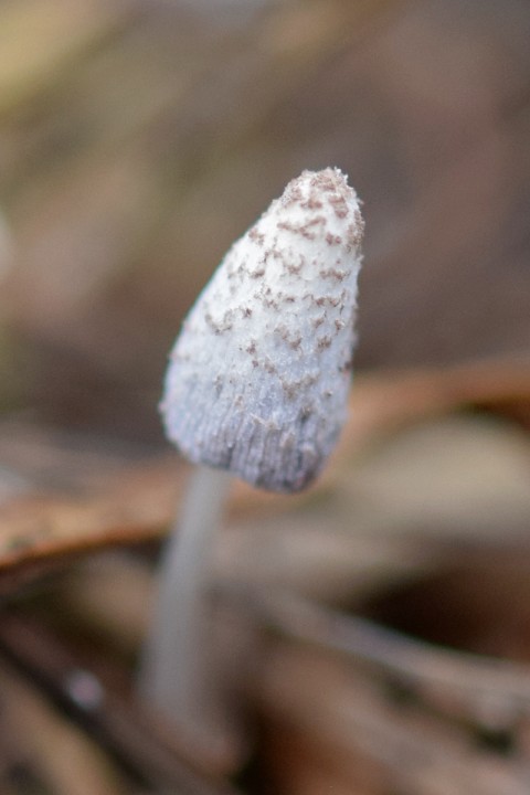 DSC_1050.jpg