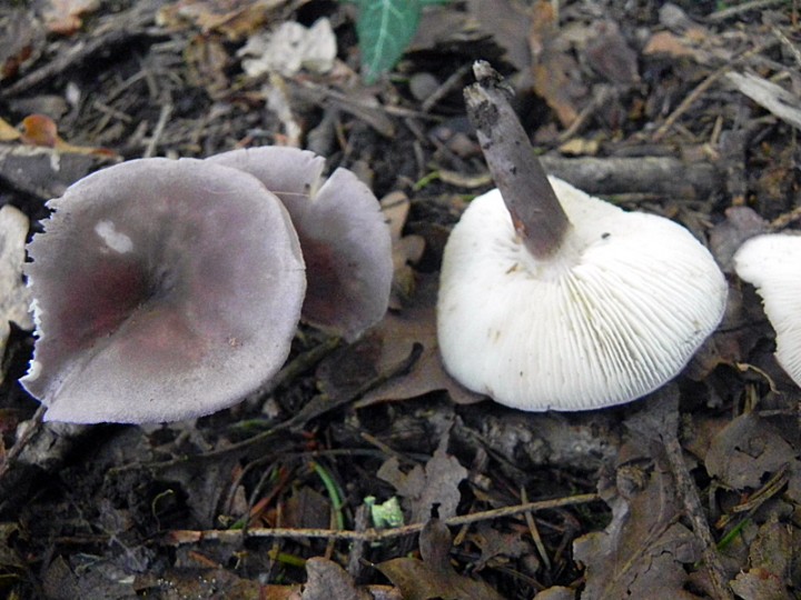 DSCN0176b.JPG
