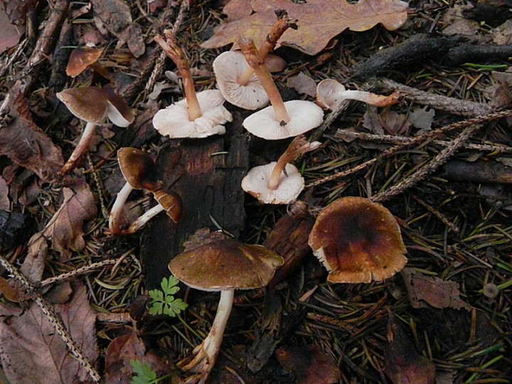 DSCN0157b.JPG