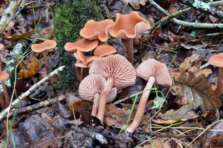 27 octobre 2019 - Forêt de Vioreau (44)