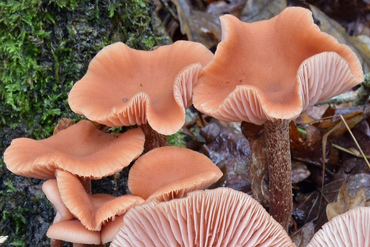 27 octobre 2019 - Forêt de Vioreau (44)
