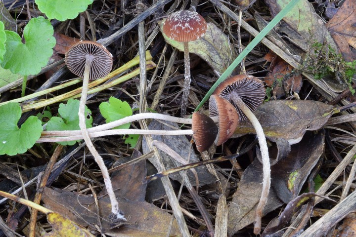 26 octobre 2019 - Ancenis (44)