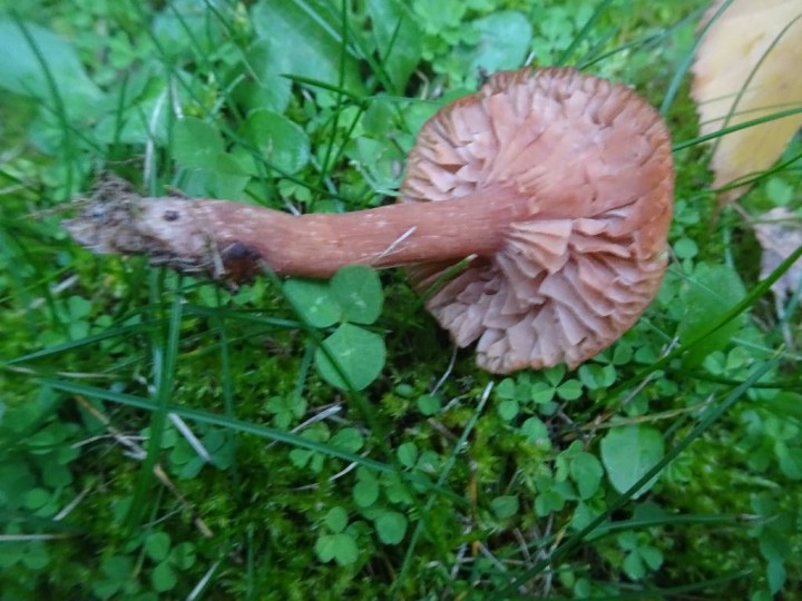 DSC02012.JPG