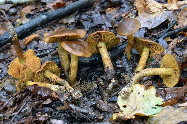 DSC_1084.jpg