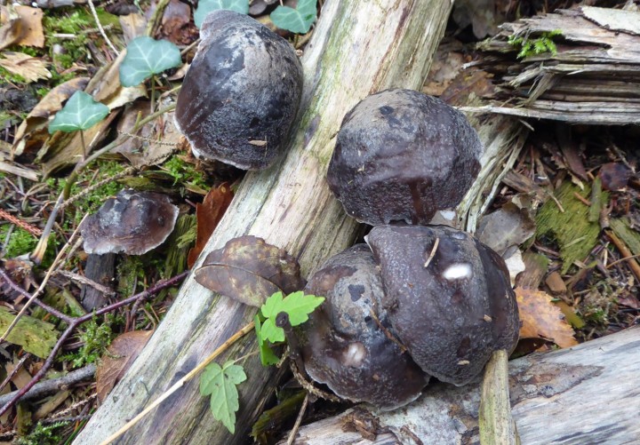 P1050707 (copie 1).JPG