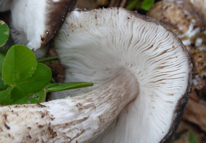 P1050731 (copie 1).JPG