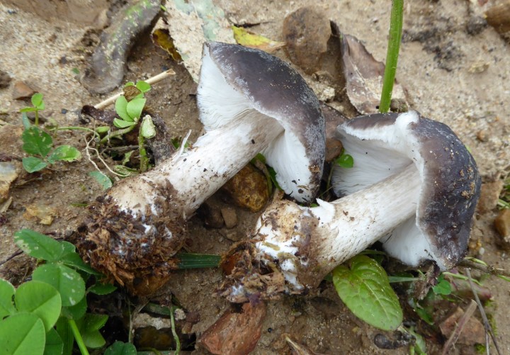 P1050726 (copie 1).JPG