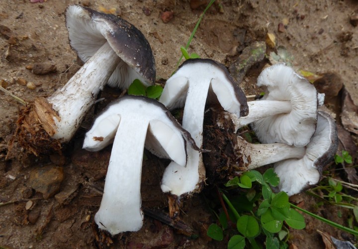 P1050734 (copie 1).JPG