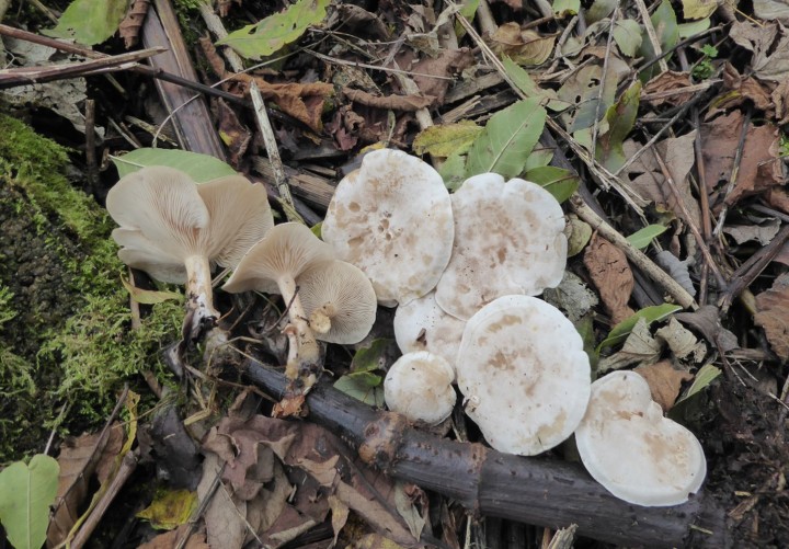 P1060116 (copie 1).JPG