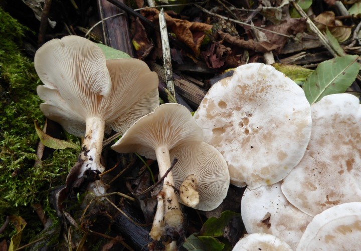 P1060118 (copie 1).JPG