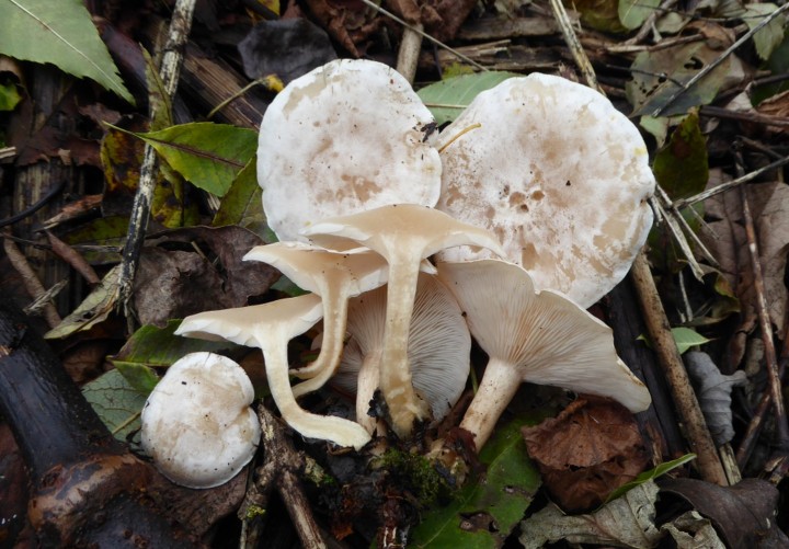 P1060130 (copie 1).JPG