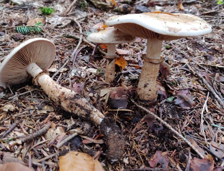 IMG_20191027_160901 (2).jpg