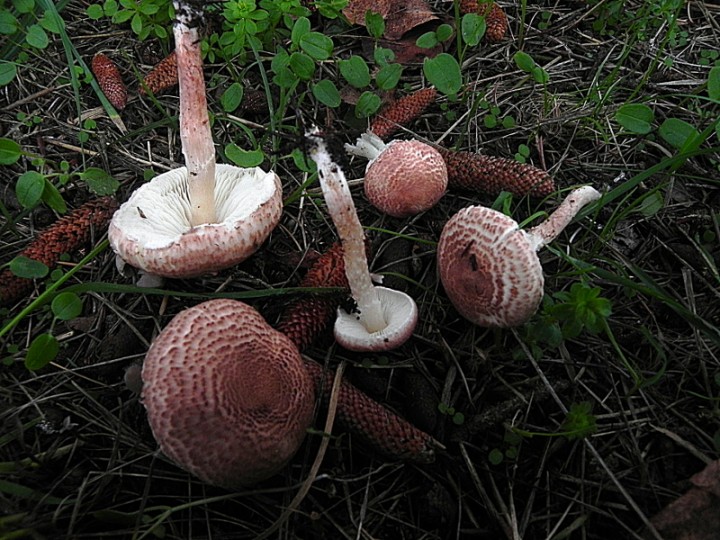 DSCN0206b.JPG