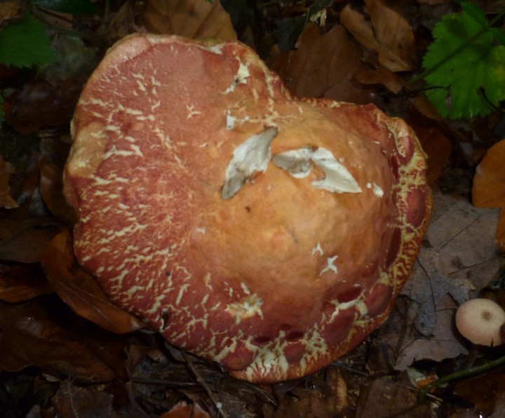 Bolet_rose5.JPG
