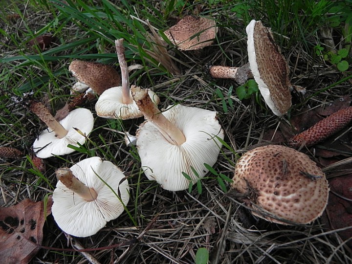 DSCN0219b.JPG