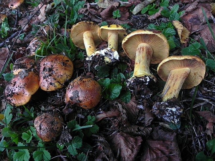 DSCN0226b.JPG