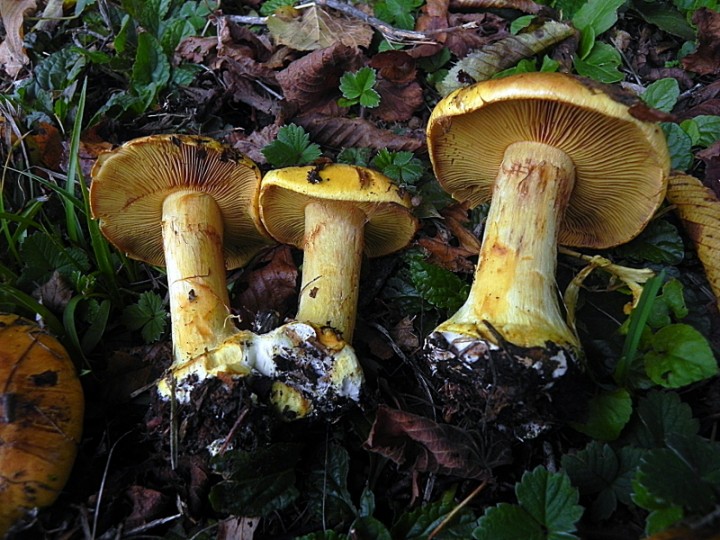 DSCN0229b.JPG