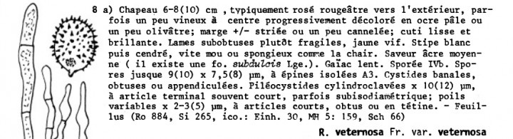 crop_Marcel Bon_veternosa.jpg