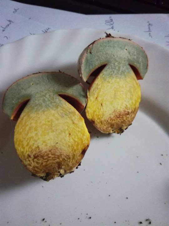 rubroboletus rhodoxanthus-redim1024.jpg