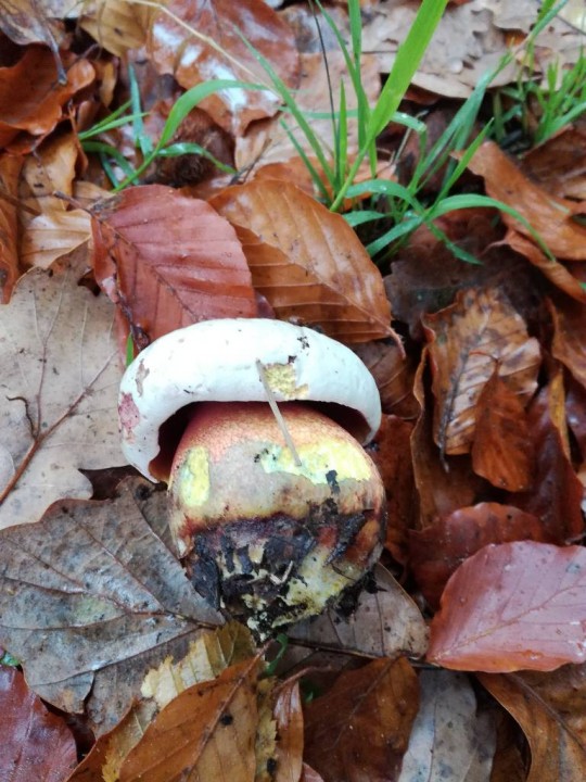 rubroboletus rhodoxantus-redim1024.jpg
