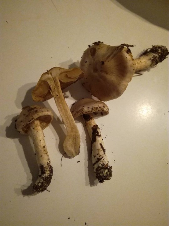 inocybe sp 2-redim1024.jpg