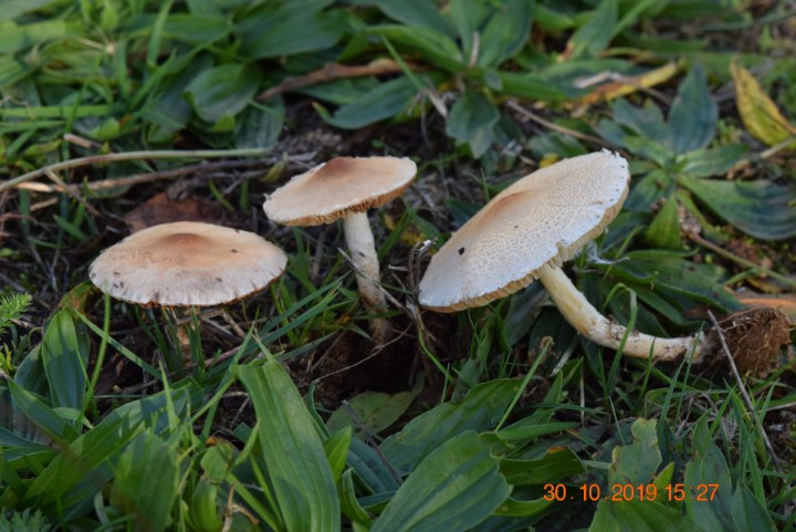 DSC_0940_01.JPG