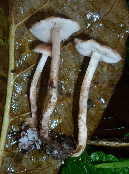 Lepiota_2.JPG