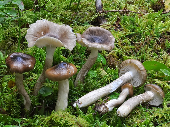 D3605B91-AD7A-484F-846A-8D266E2AB278.jpeg