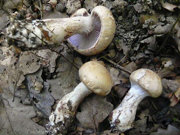 DSCN9859b.JPG