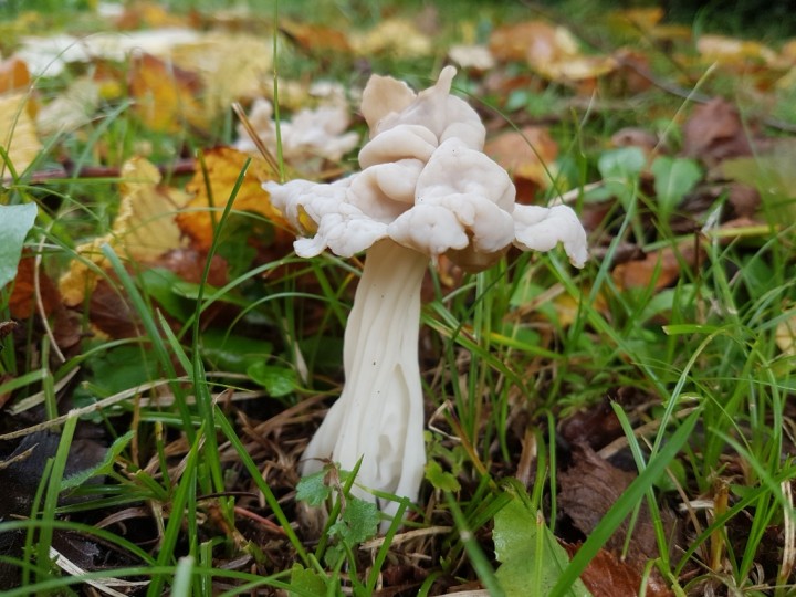 Helvella crispa