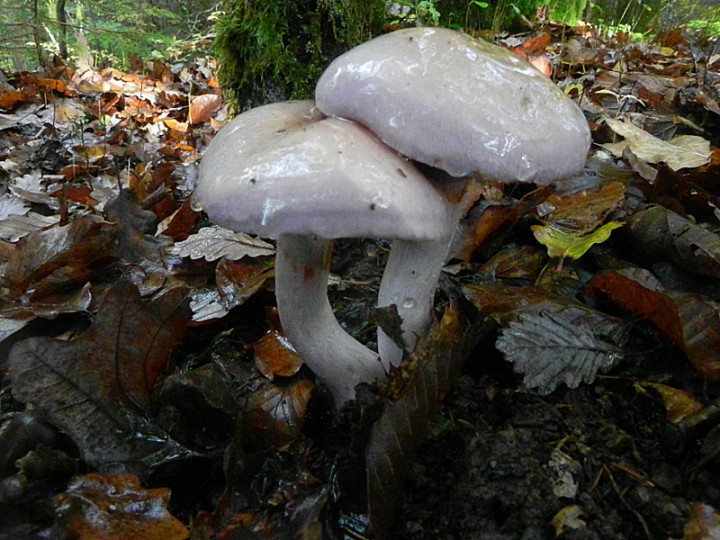 DSCN0250b.JPG