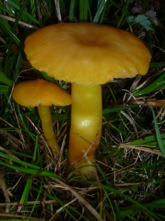 Hygrocybe quieta 1.JPG