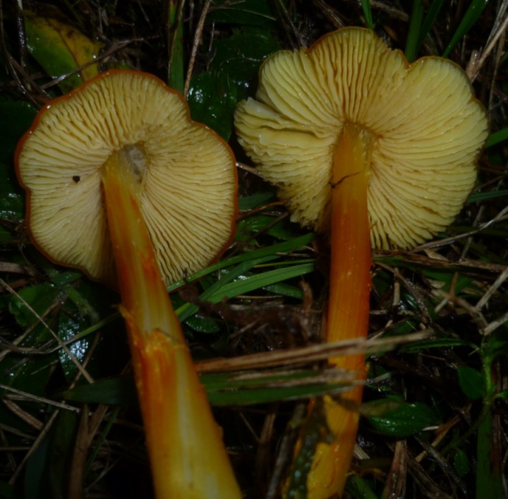 Hygrocybe sp 2.JPG