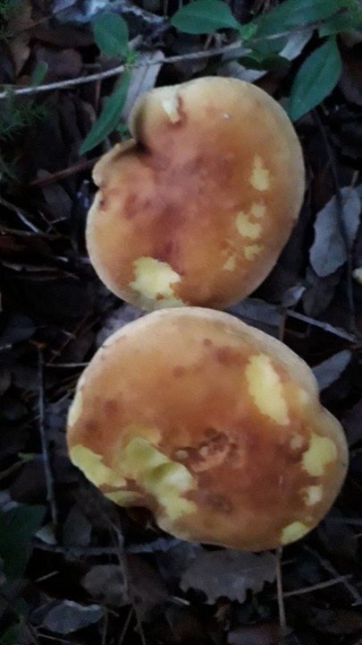5a - 20191103 - Chalciporus piperatus ou Bolet poivré.jpeg