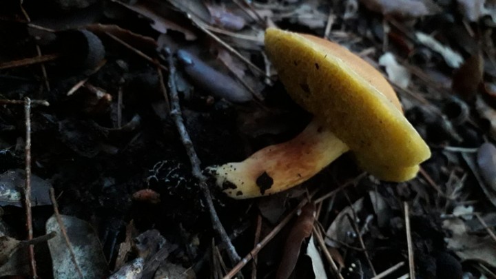 5c - 20191103 - Chalciporus piperatus ou Bolet poivré.jpeg