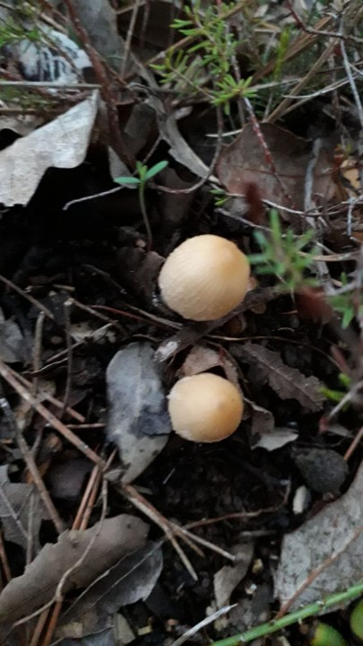 Coprinus micaceus - Coprin micacé.jpeg