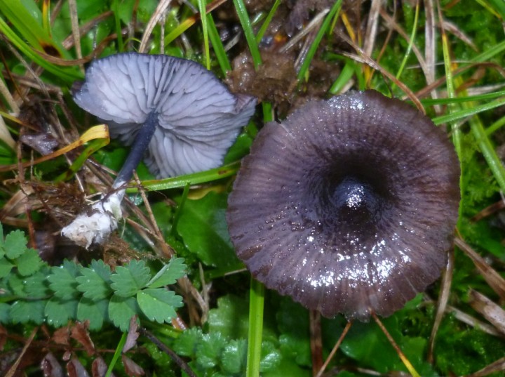 Entoloma petit 1.JPG