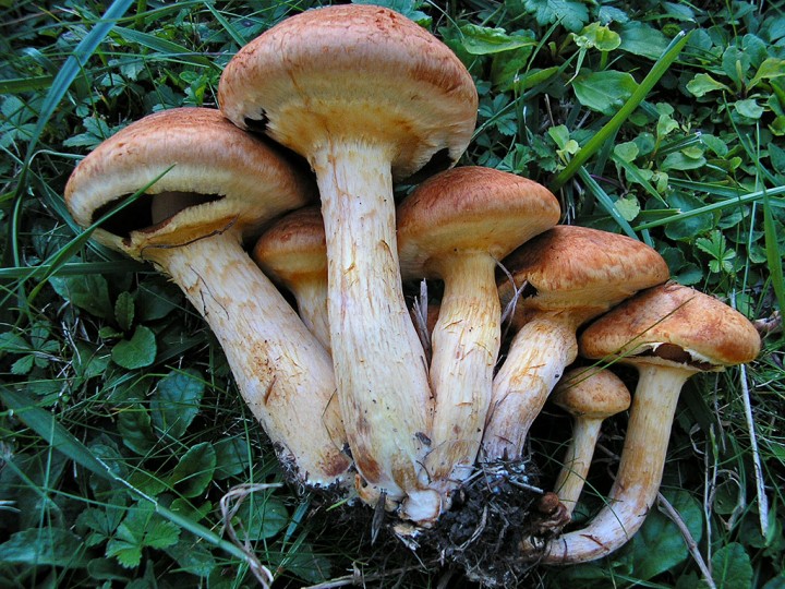 Gymnopilus_spectabilis_1.jpg