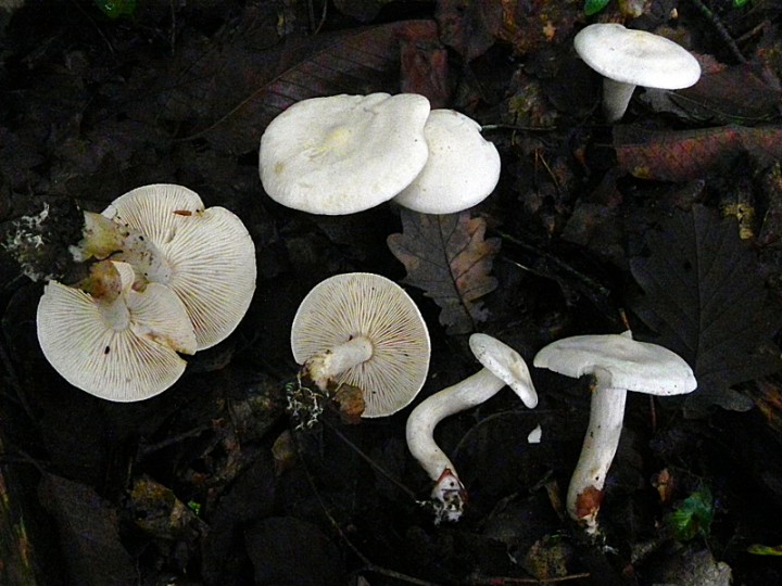 DSCN0152b.JPG