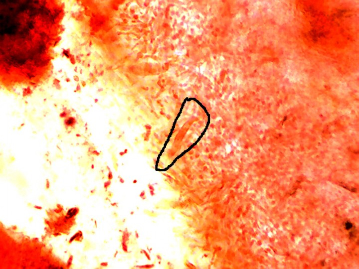 Capture_13.jpg