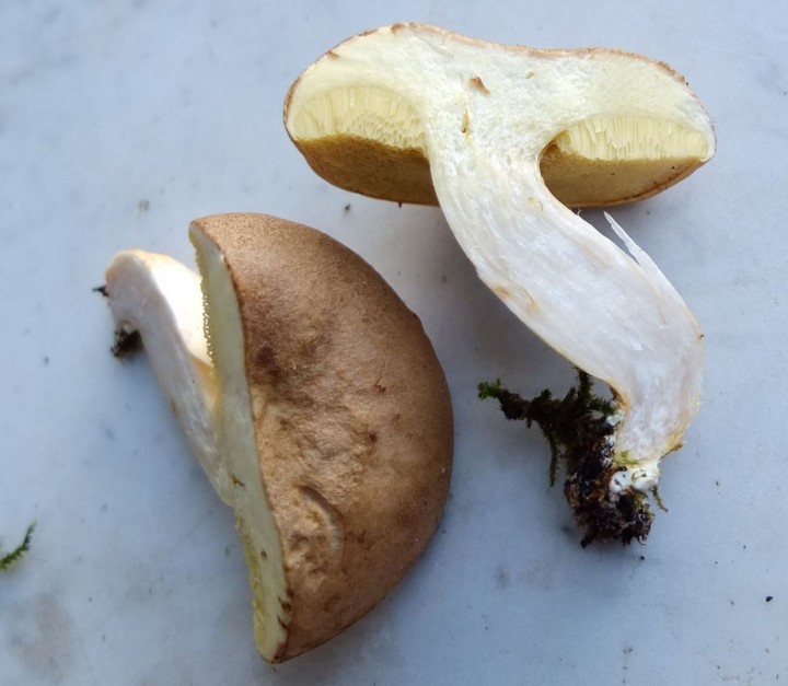 DSCF0439 - Copie.JPG