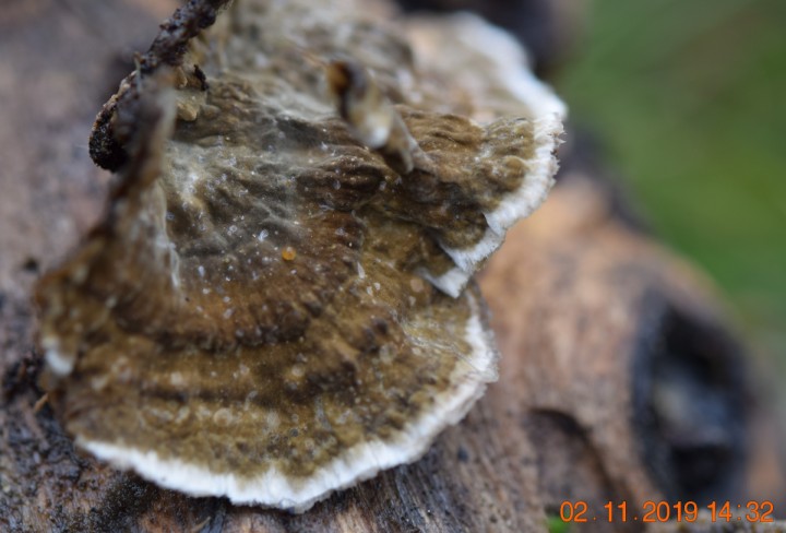 DSC_0995_01.JPG