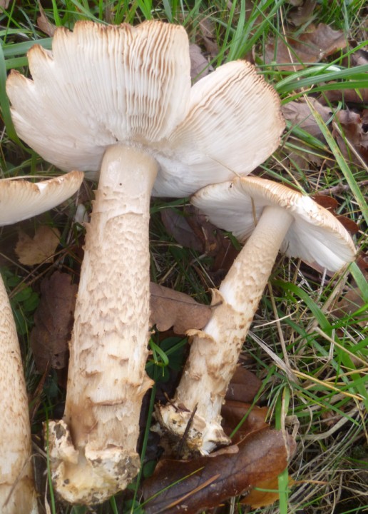Amanita2.JPG