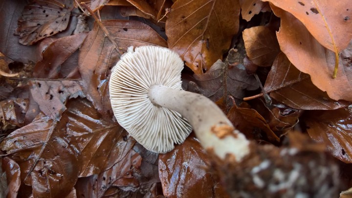 WP_20191109_15_44_39_Pro.jpg
