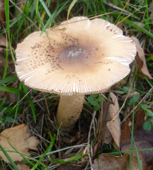 Amanita3.JPG