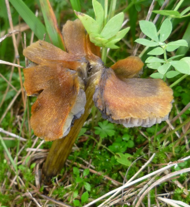 Hygrocybe gp conica 2.JPG