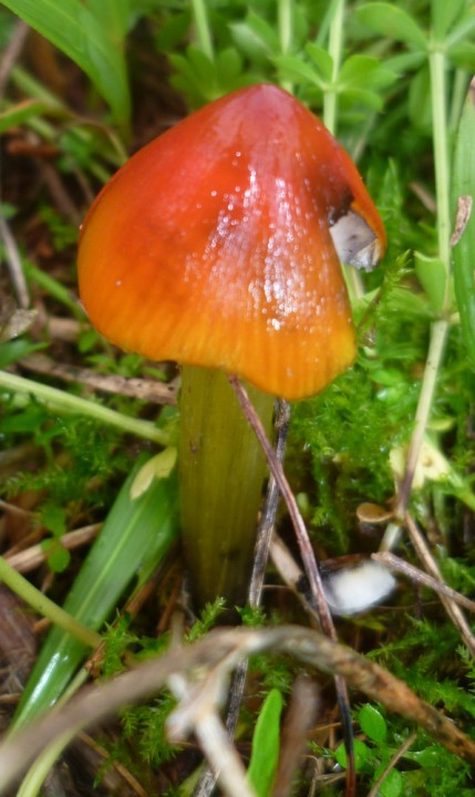 Hygrocybe gp conica 3.JPG