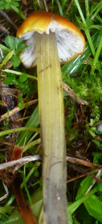 Hygrocybe gp conica 4.JPG