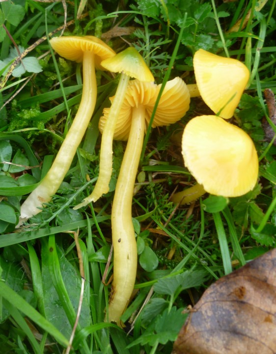 Hygrocybe chlorophana_psittacina.JPG